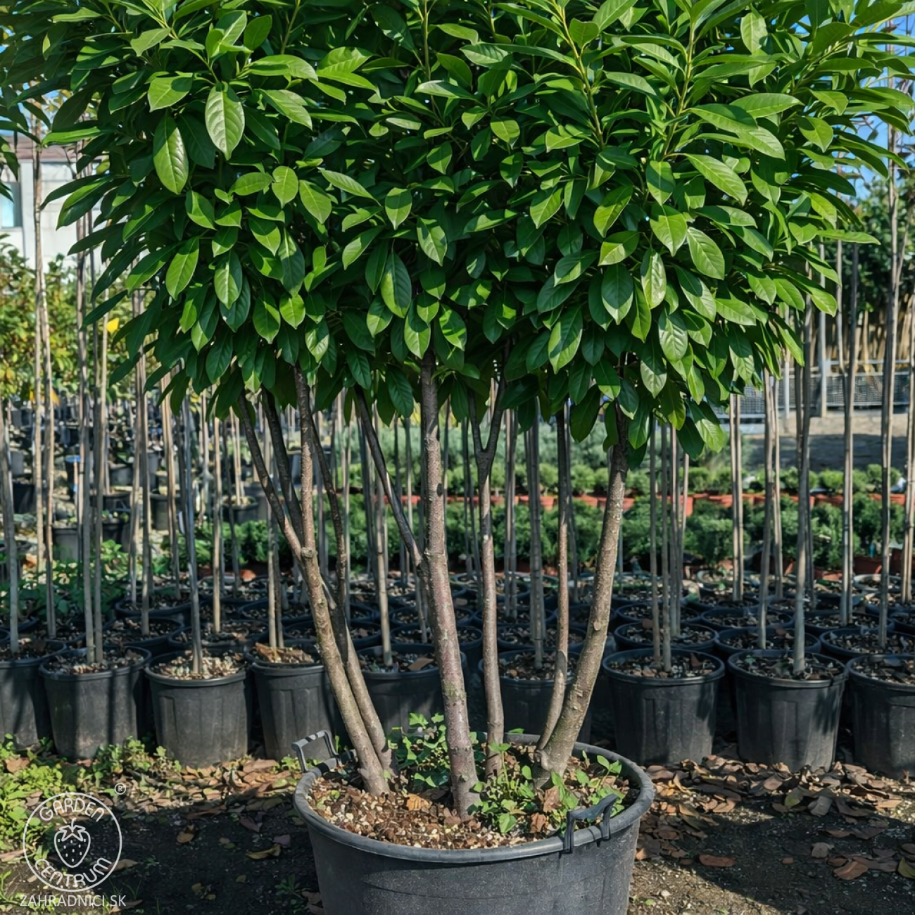 Obrázok Vavrínovec lekársky (Prunus Laurocerasus) ´NOVITA´ - výška 190-220 cm, kont. C90L (-22°C) VIACKMENNÝ